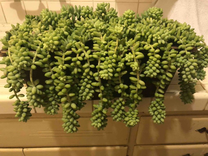 moñoñon
