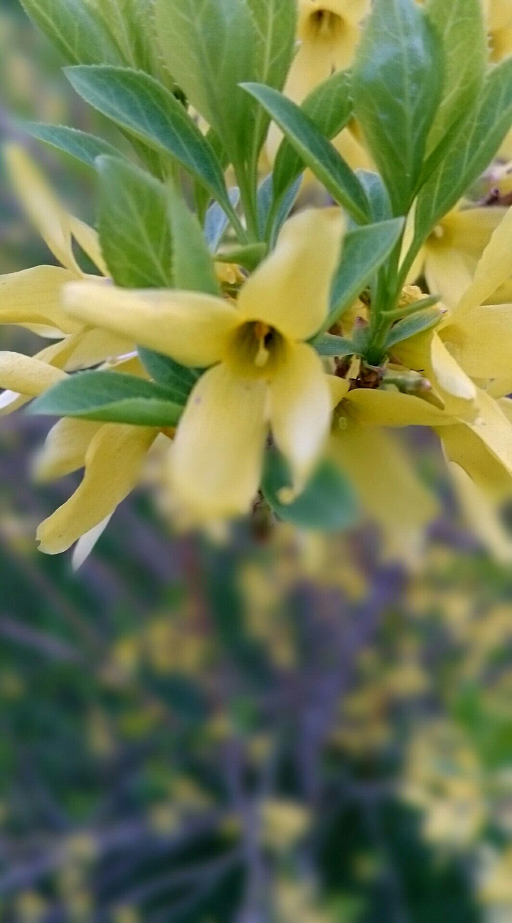 Forsythienblüte