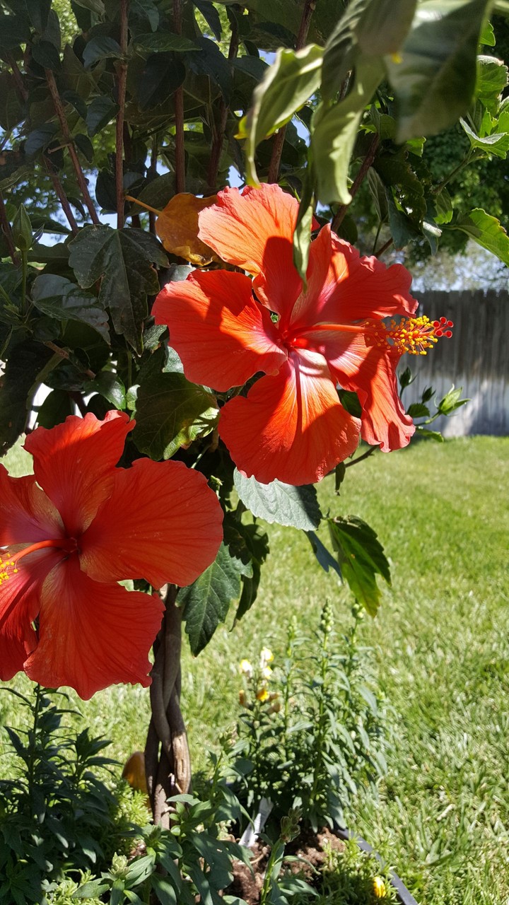 Morning Glory