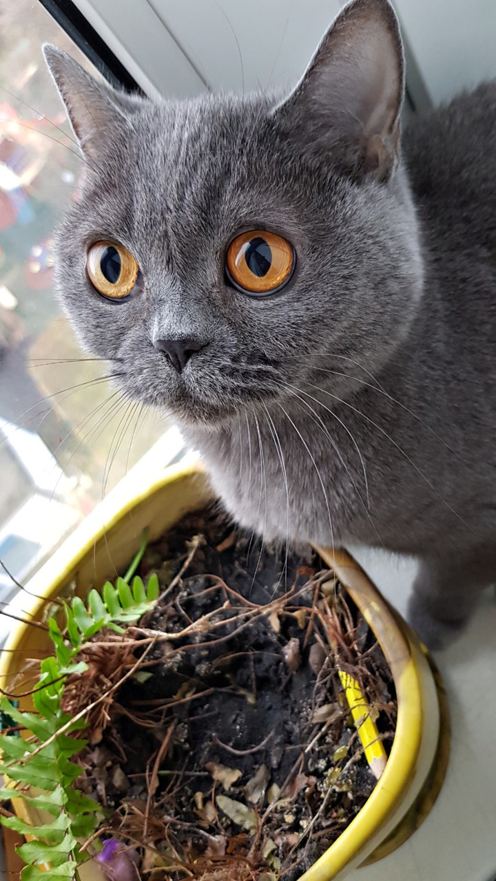 kitty