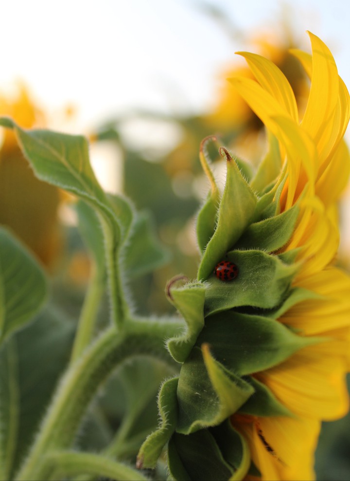 Sunflower