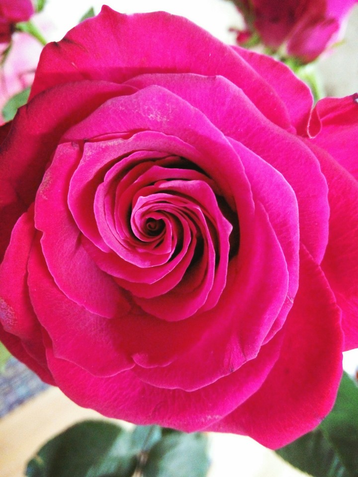 Just a rose