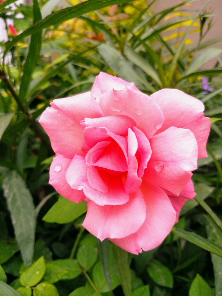 pink rose