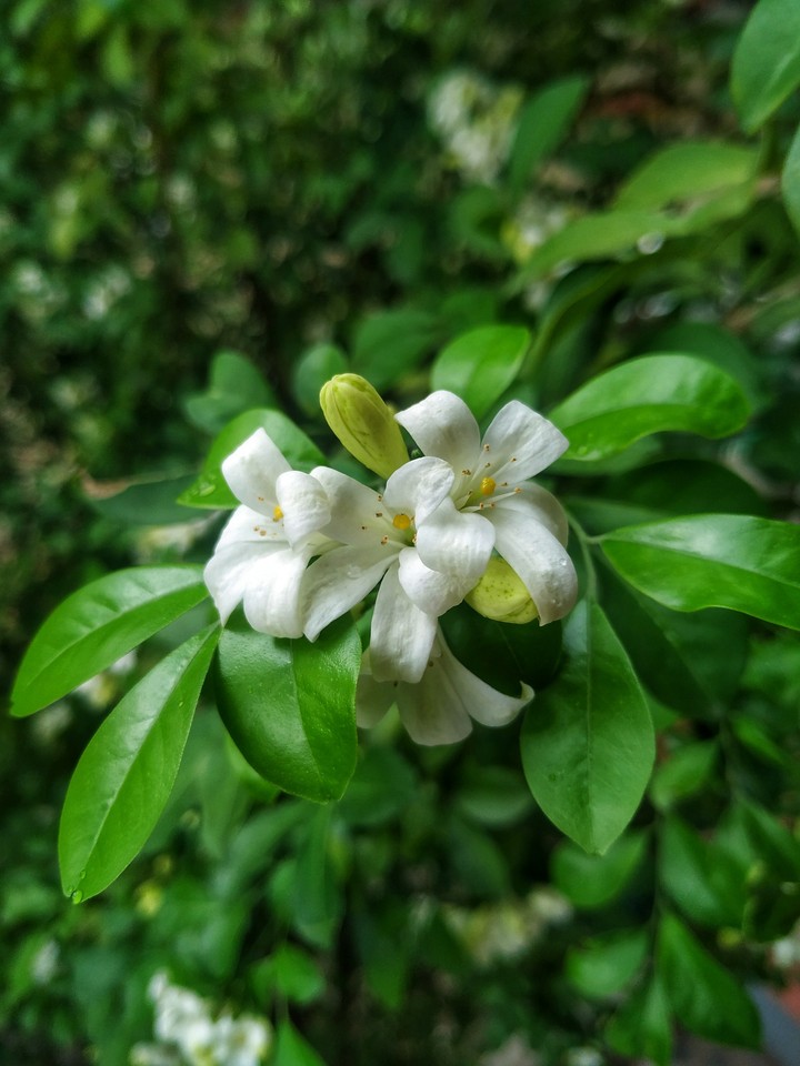 Nature