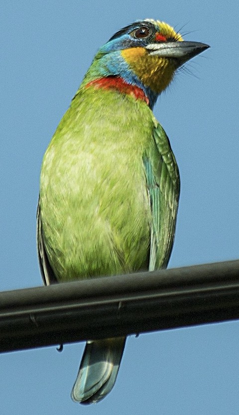 bee-eater, 羽毛壁纸