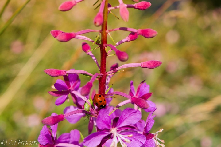 Early Purple Orchid with Ladybug
