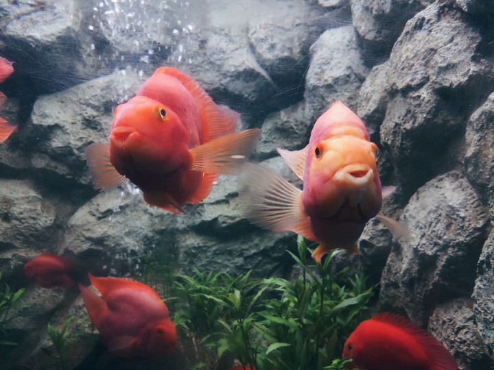 Orange fish