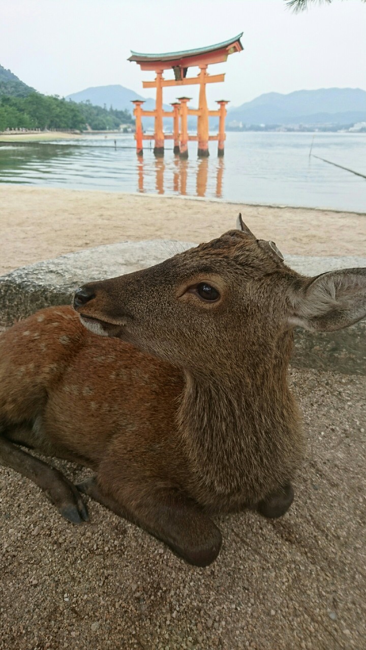 宮島