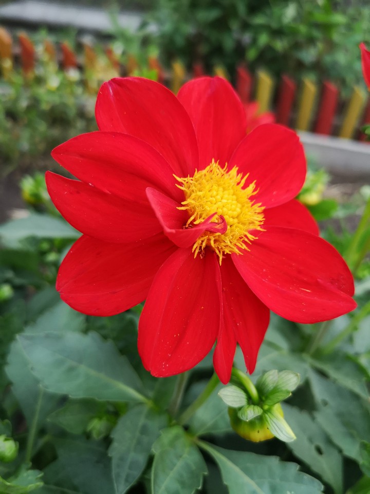 flower