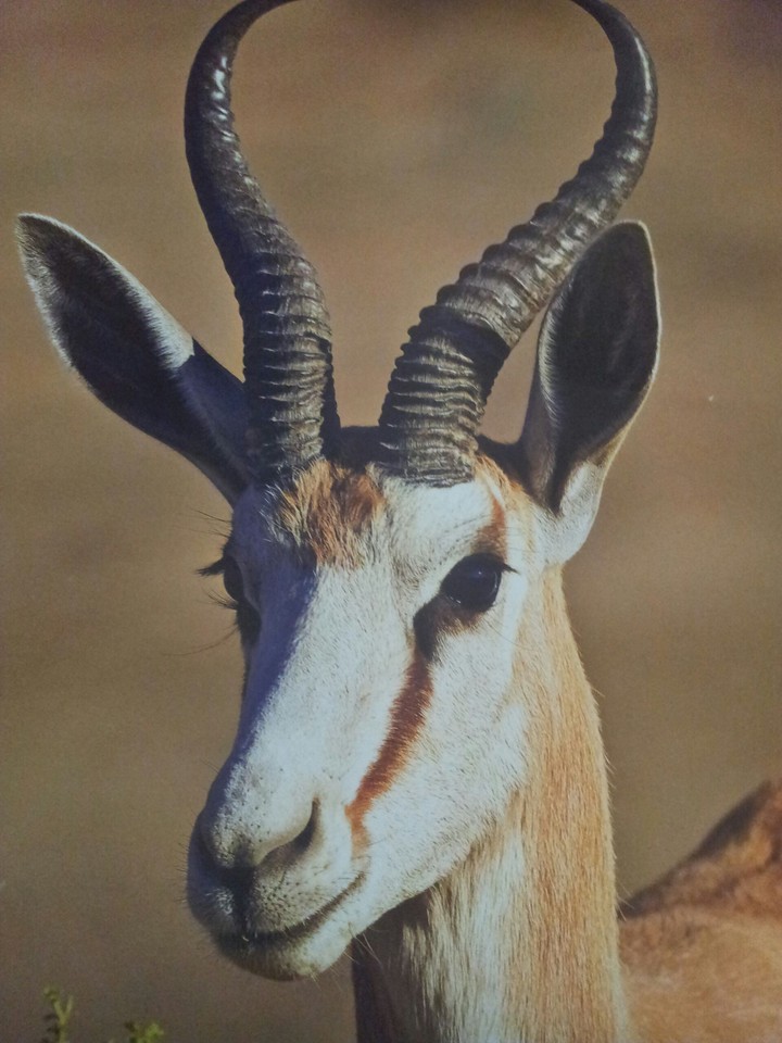 Antilope