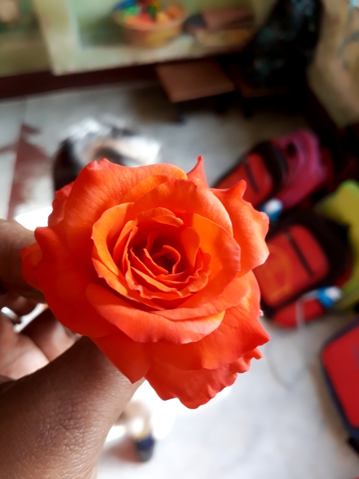 rose