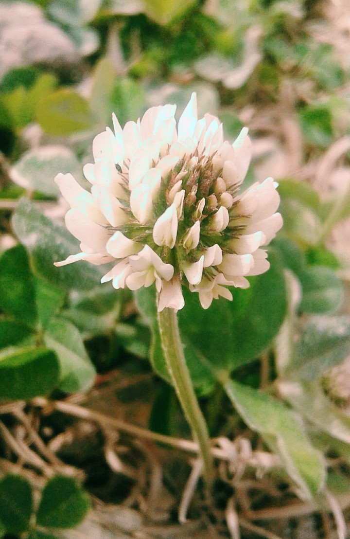 Little White Clover!
