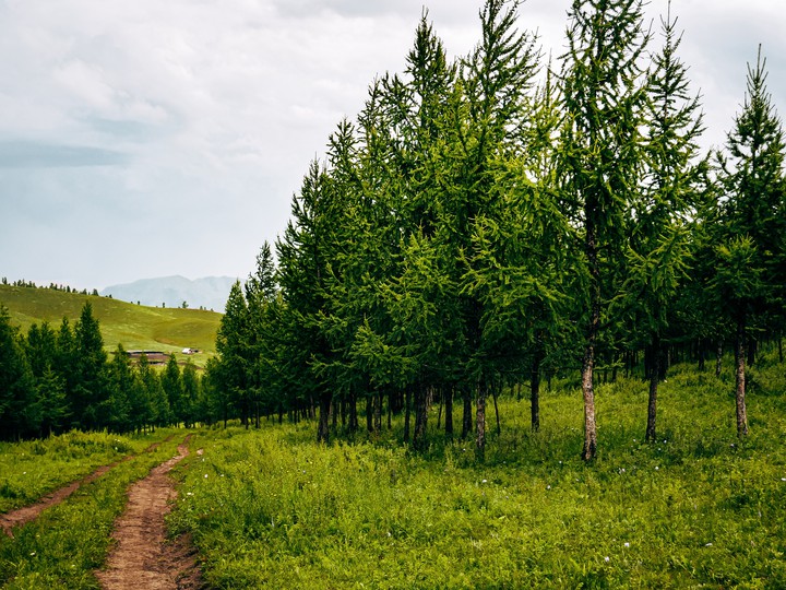 Mongolian nature