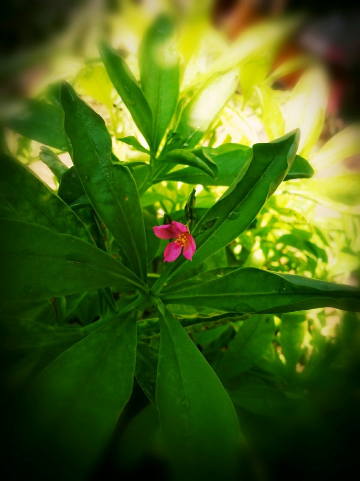 Little flower