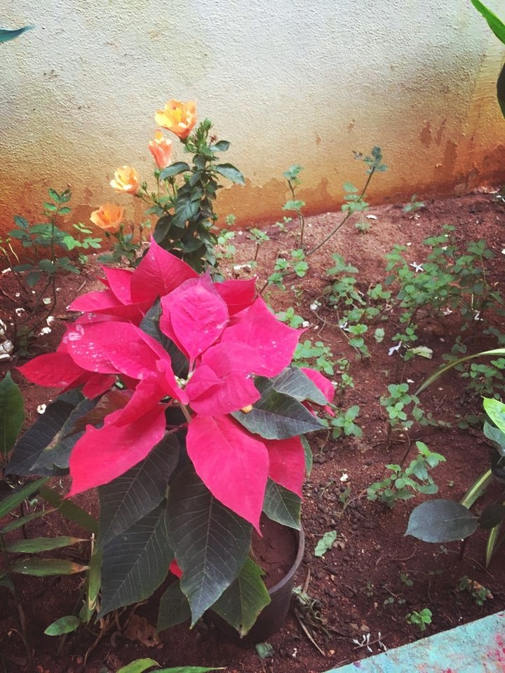 flowers
