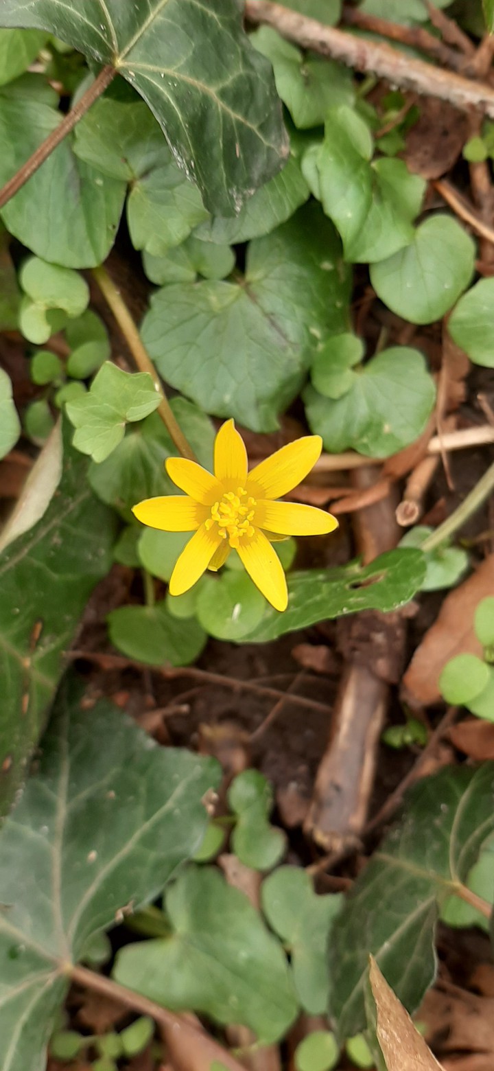 spring is coming