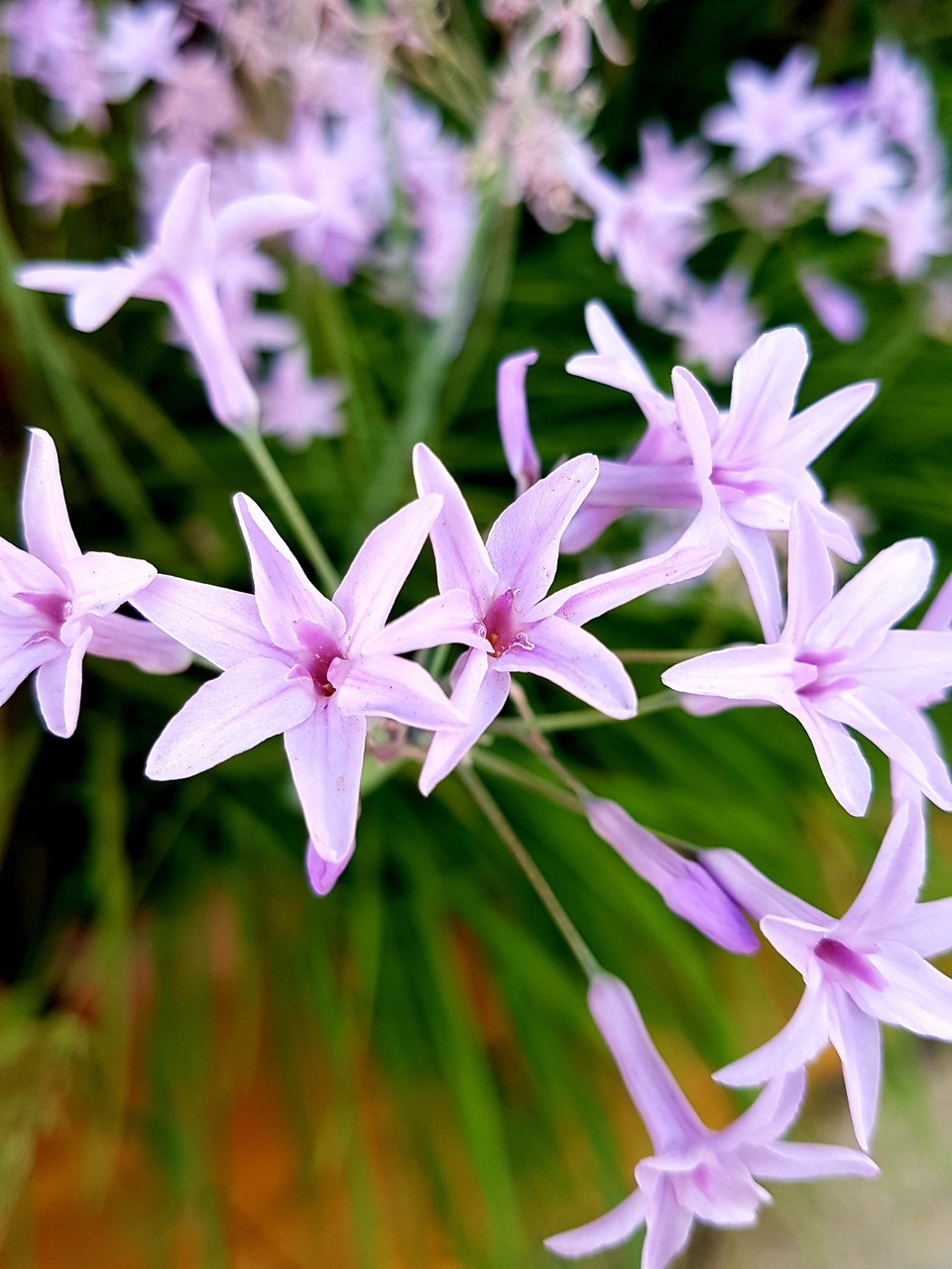Fiori in natura