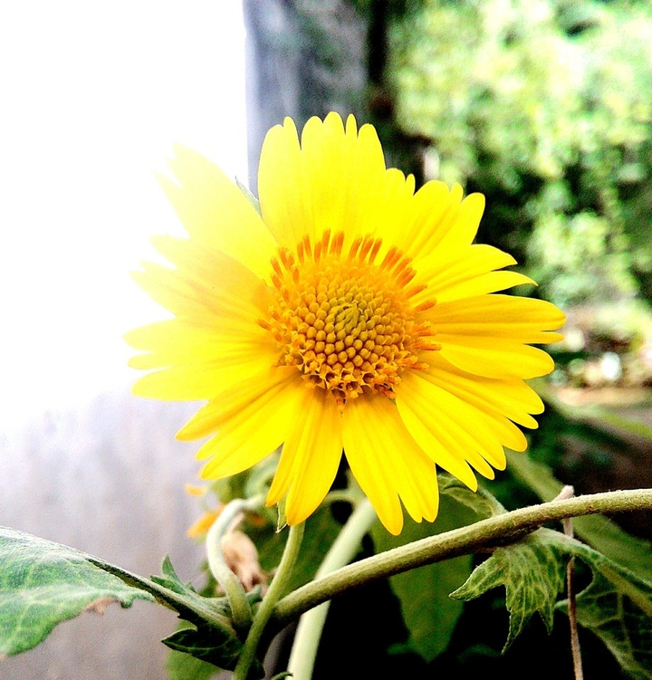 beautiful flowers