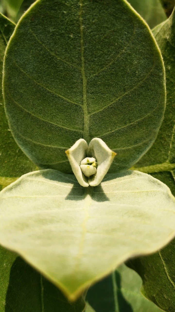 plant leaf