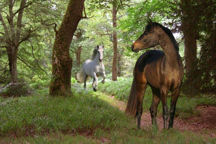 horse