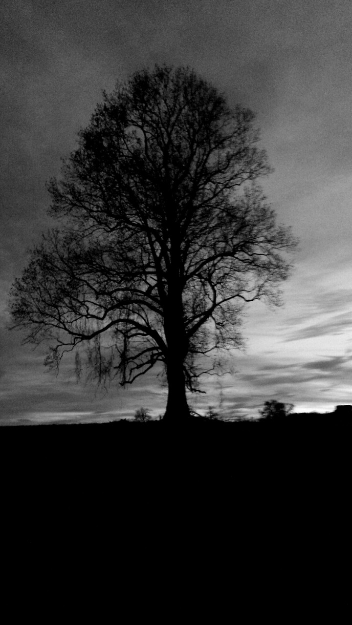 HAUNTED TREE