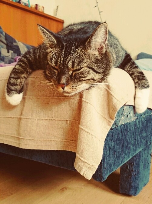 This is my kitty ❤❤❤