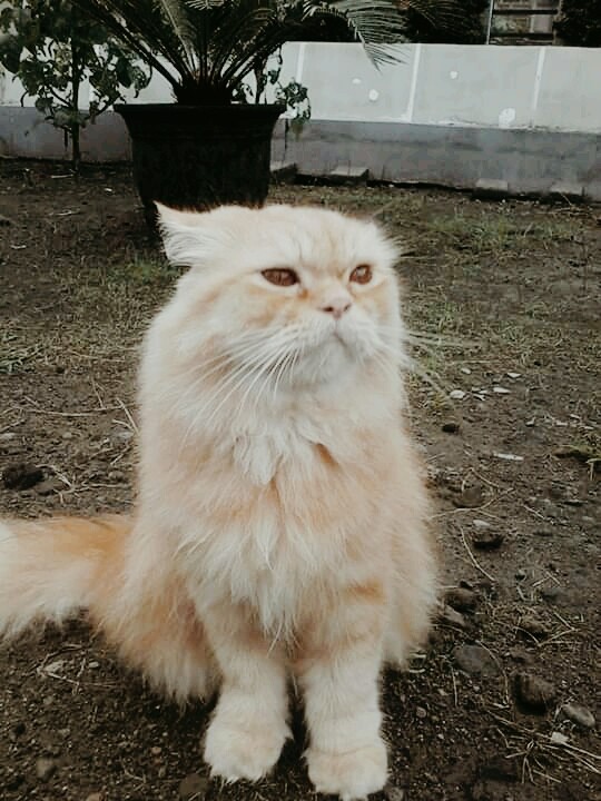 leo madang muka celem