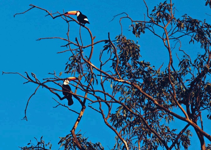 Casal de tucanos