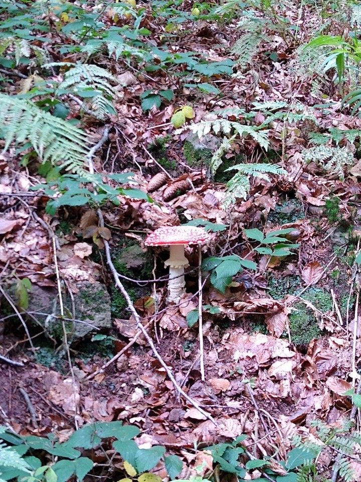 Autumn in the woods