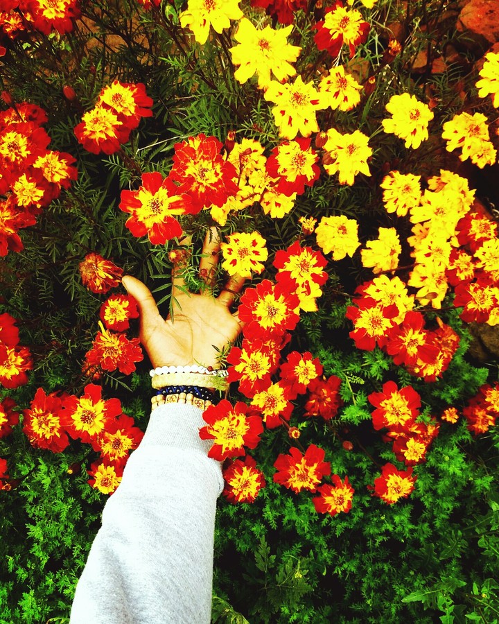 colour flowers