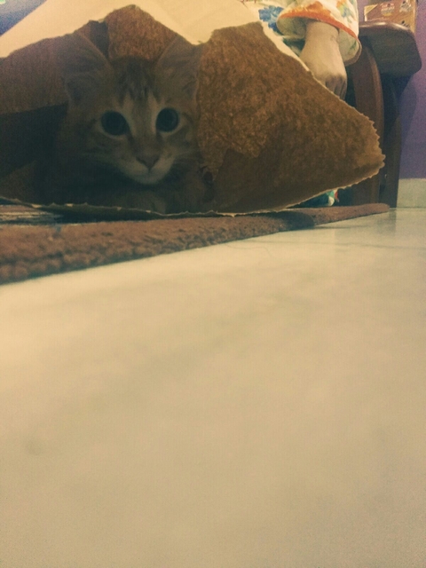Cute cat