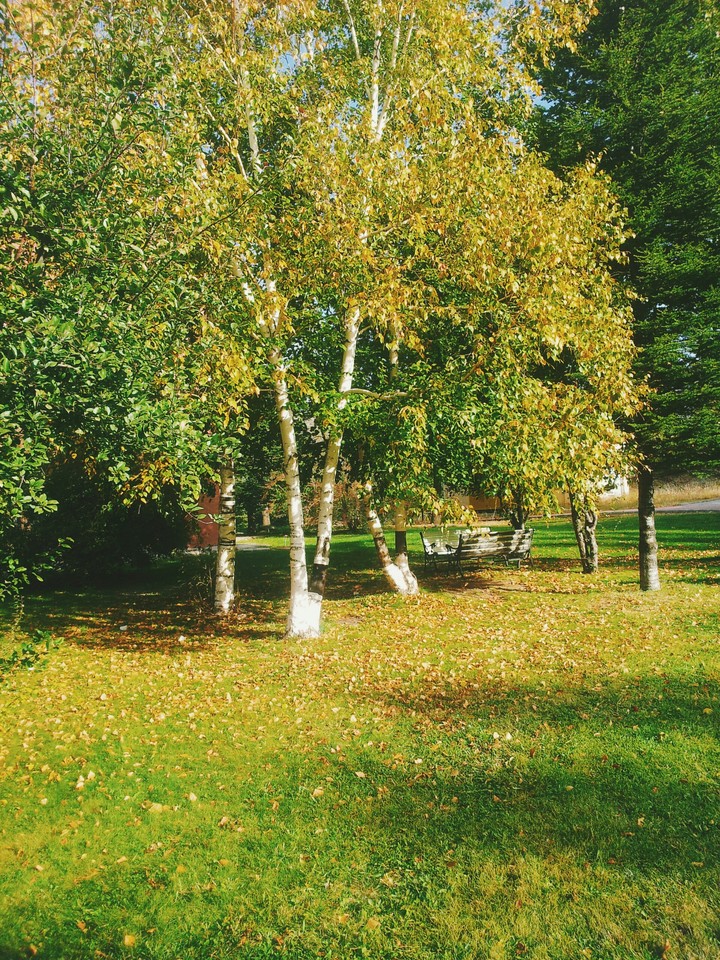 ağaç