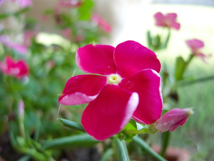 Pink Flower