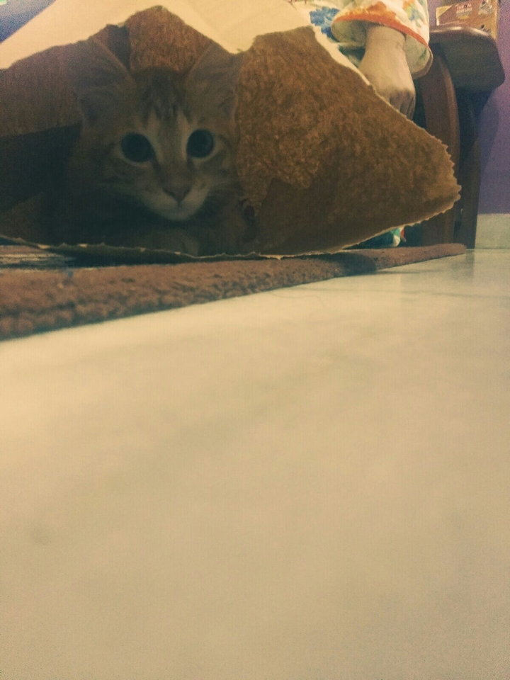 Cute cat