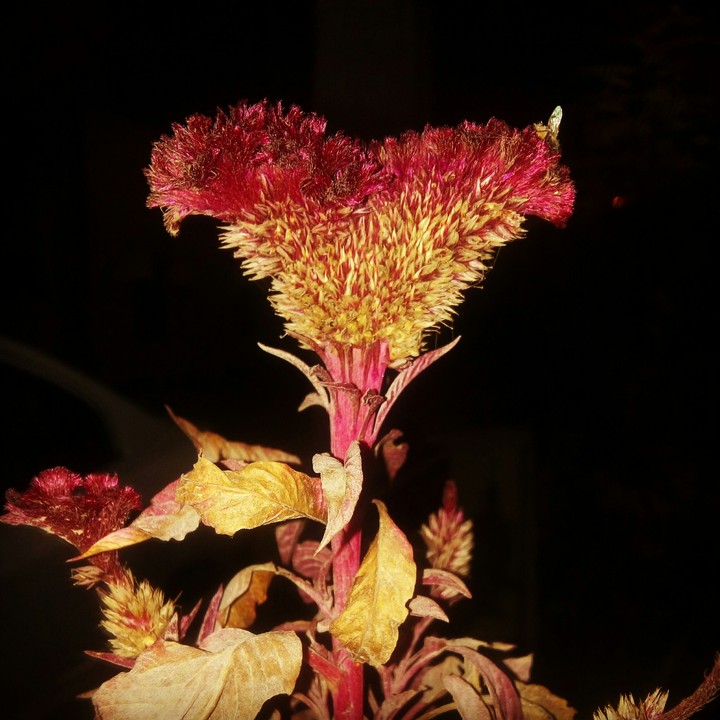golden red flower