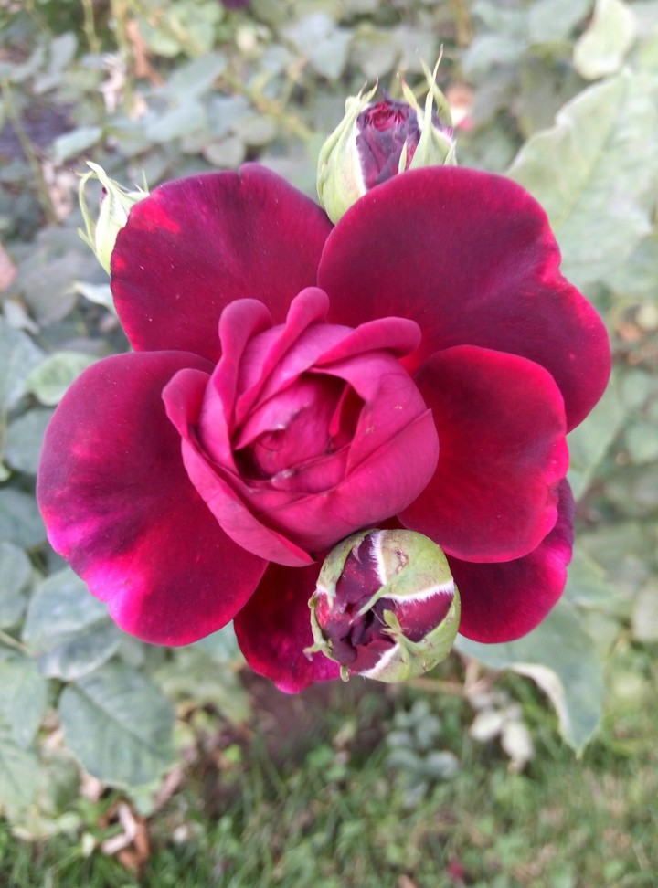 Simply rose