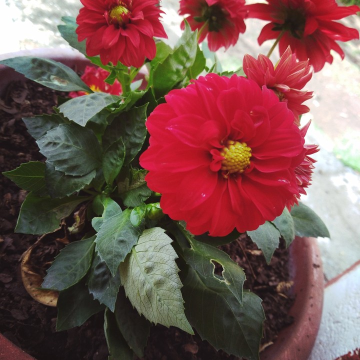 dalia