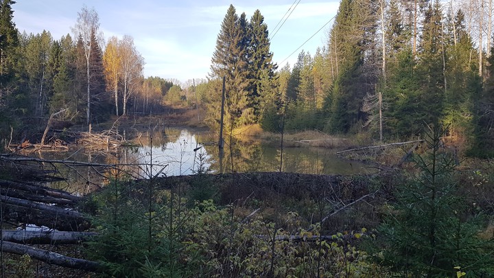 лес