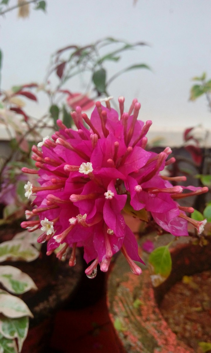 Bogainvilla..