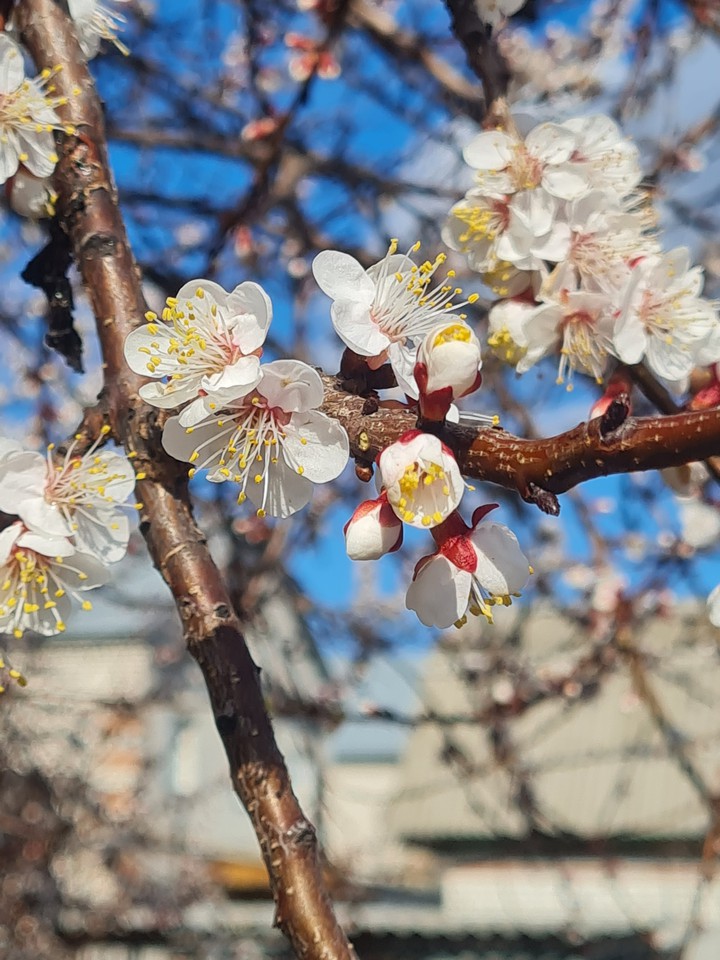 spring