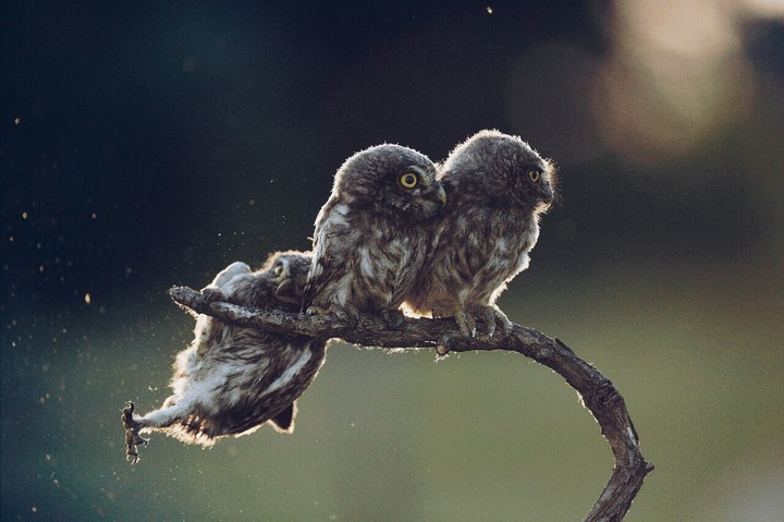 owl