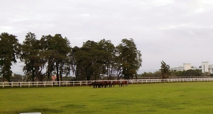 Horses