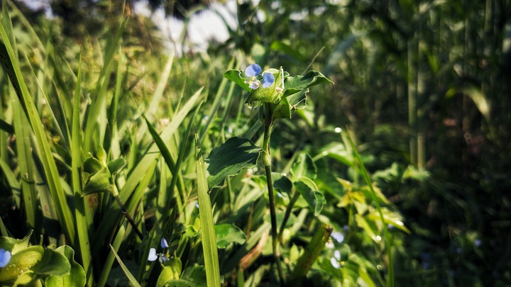 nature