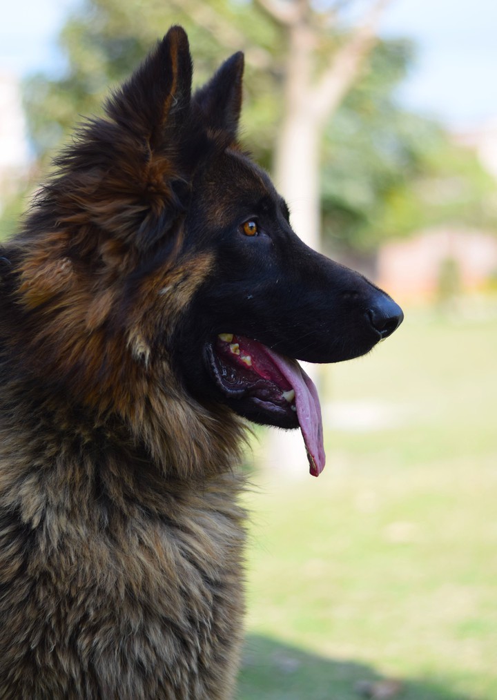 German shepherd..
