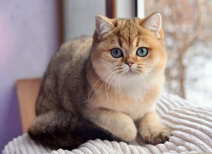 кот