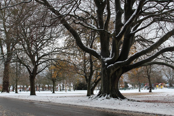 snowy common