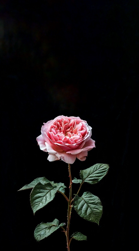 papéis de parede closeup, flower