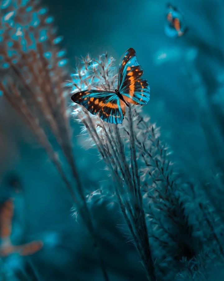 butterfly