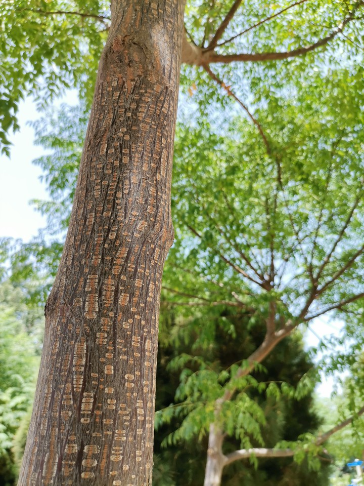 beautiful tree
