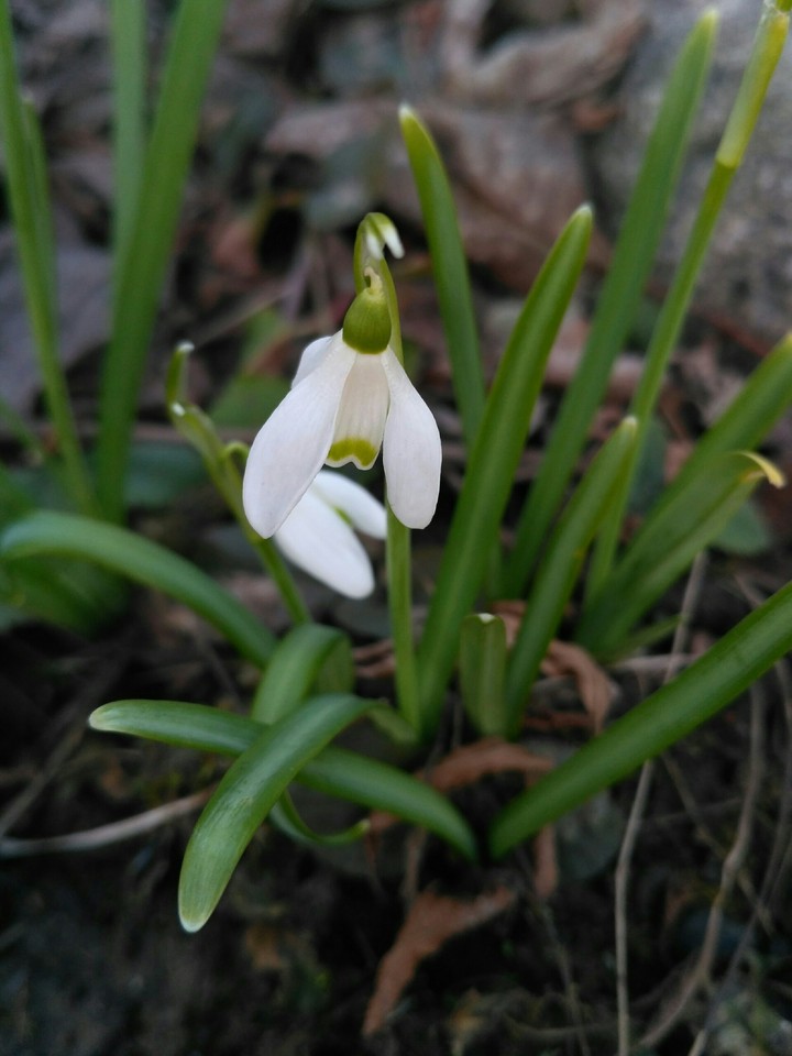 Spring Snowdrop